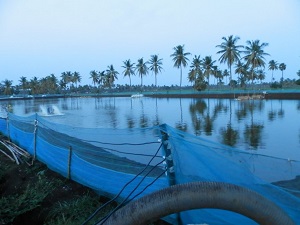 রুই মাছের ছবি